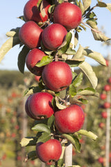 Pelaräpple 'Redcats' MM106 co Inkl. Uppbindning
