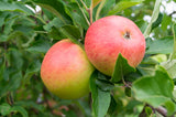 Äpple 'Rubinola' MM111 co Inkl. Uppbindning