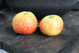 Äpple 'Rubinola' MM111 co Inkl. Uppbindning