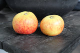 Äpple 'Rubinola' MM111 co Inkl. Uppbindning