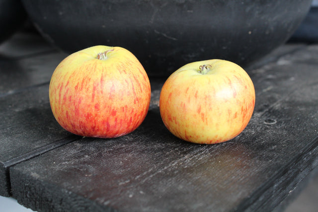 Äpple 'Rubinola' MM111 co Inkl. Uppbindning
