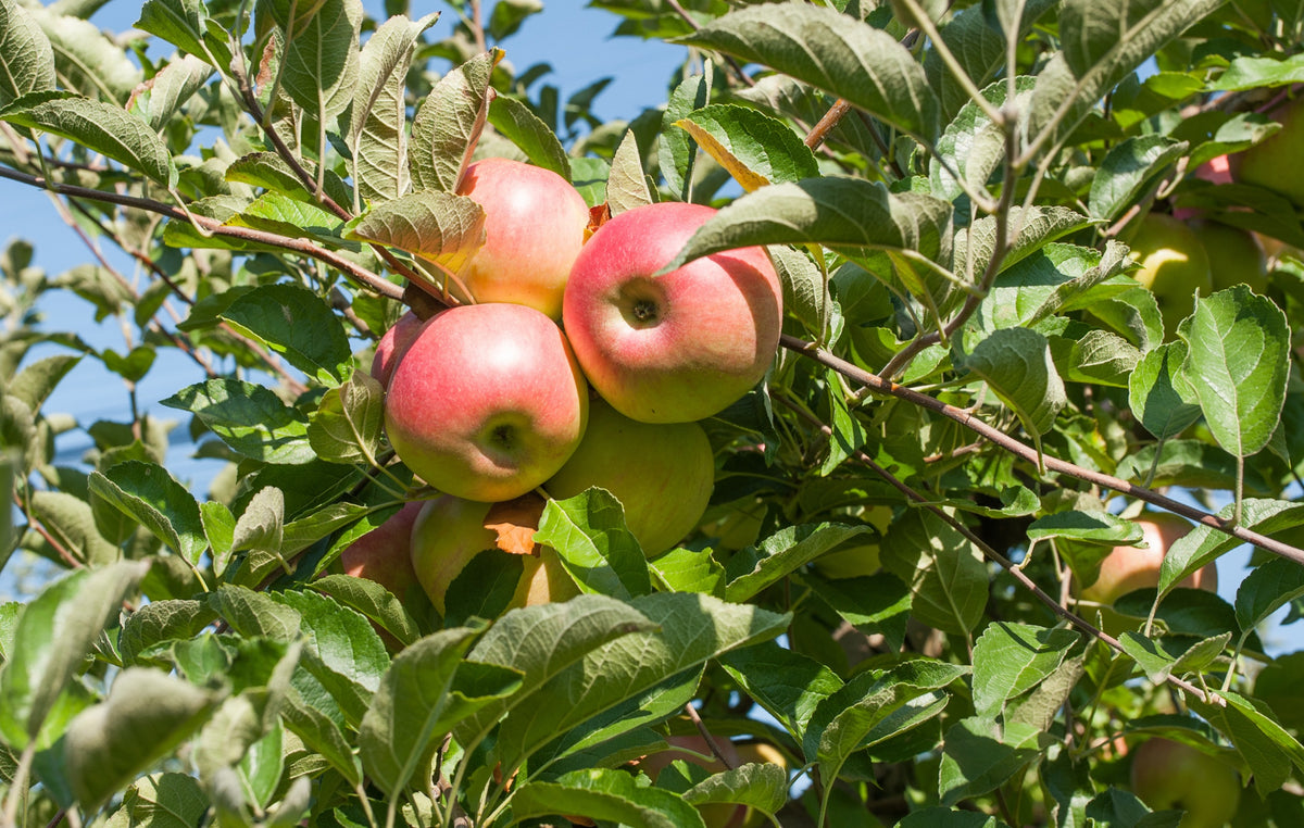 Äpple 'Rött Kaneläpple' A2 co Inkl. Uppbindning