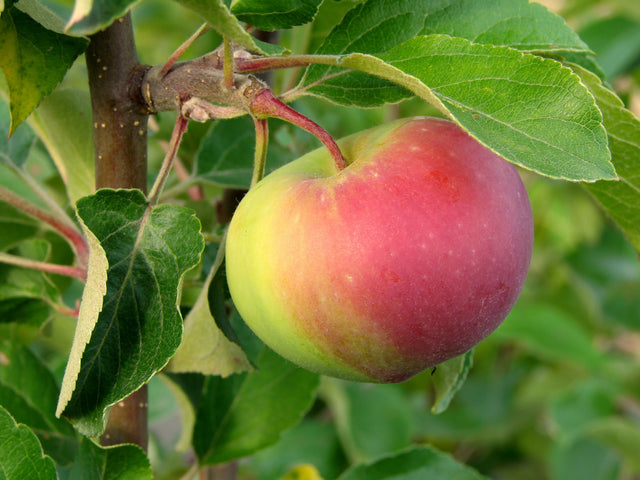 Äpple 'Rött Kaneläpple' A2 co Inkl. Uppbindning