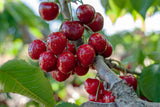 Sötkörsbär 'Stella' E co Inkl. Uppbindning