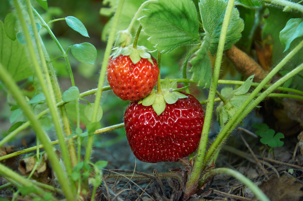 Jordgubbe 'Malwina' 15-pack i kruka