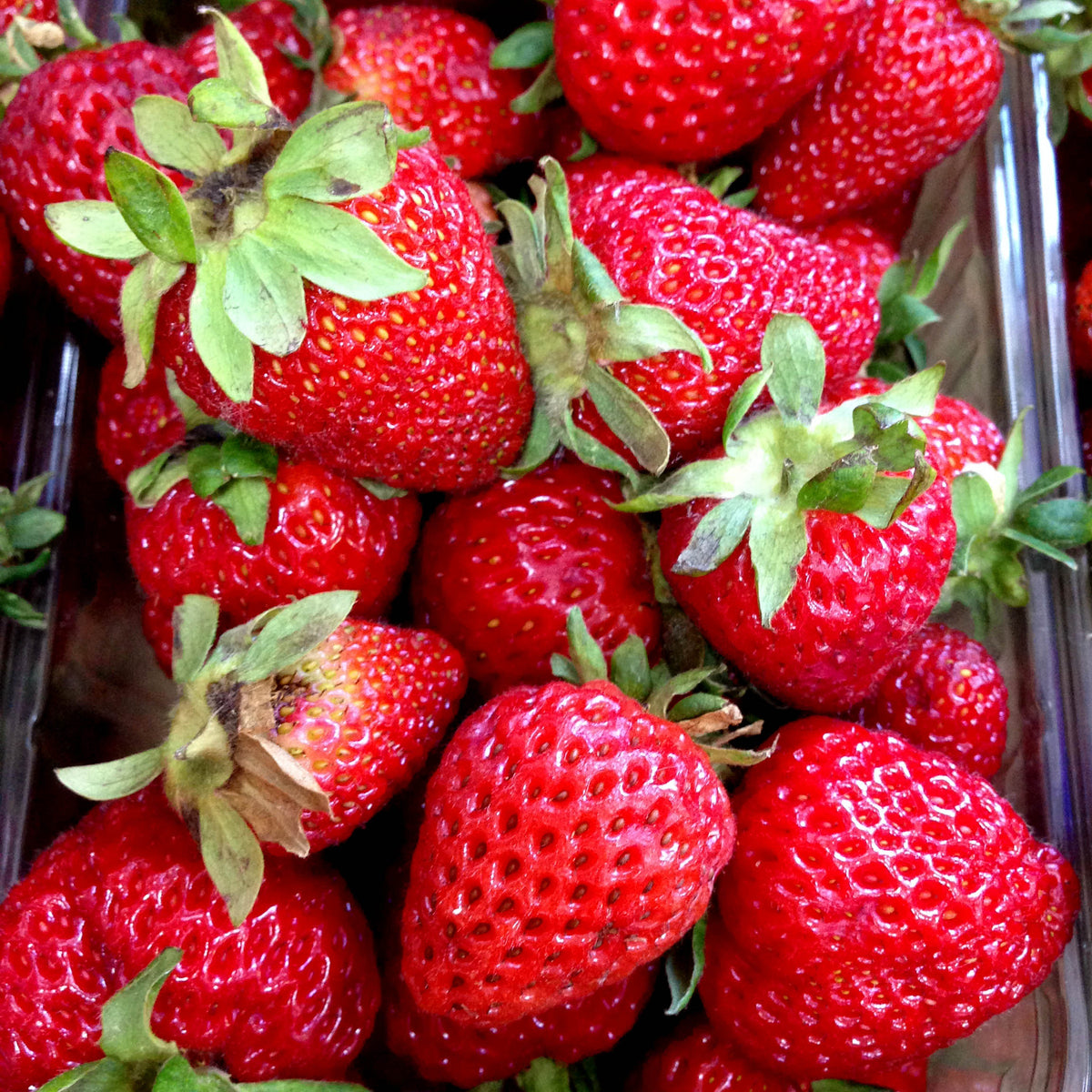 Fragaria ananassa 'Korona', 15-pack