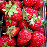 Fragaria ananassa 'Korona', 15-pack