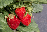 Fragaria ananassa 'Honeoye', 6-pack