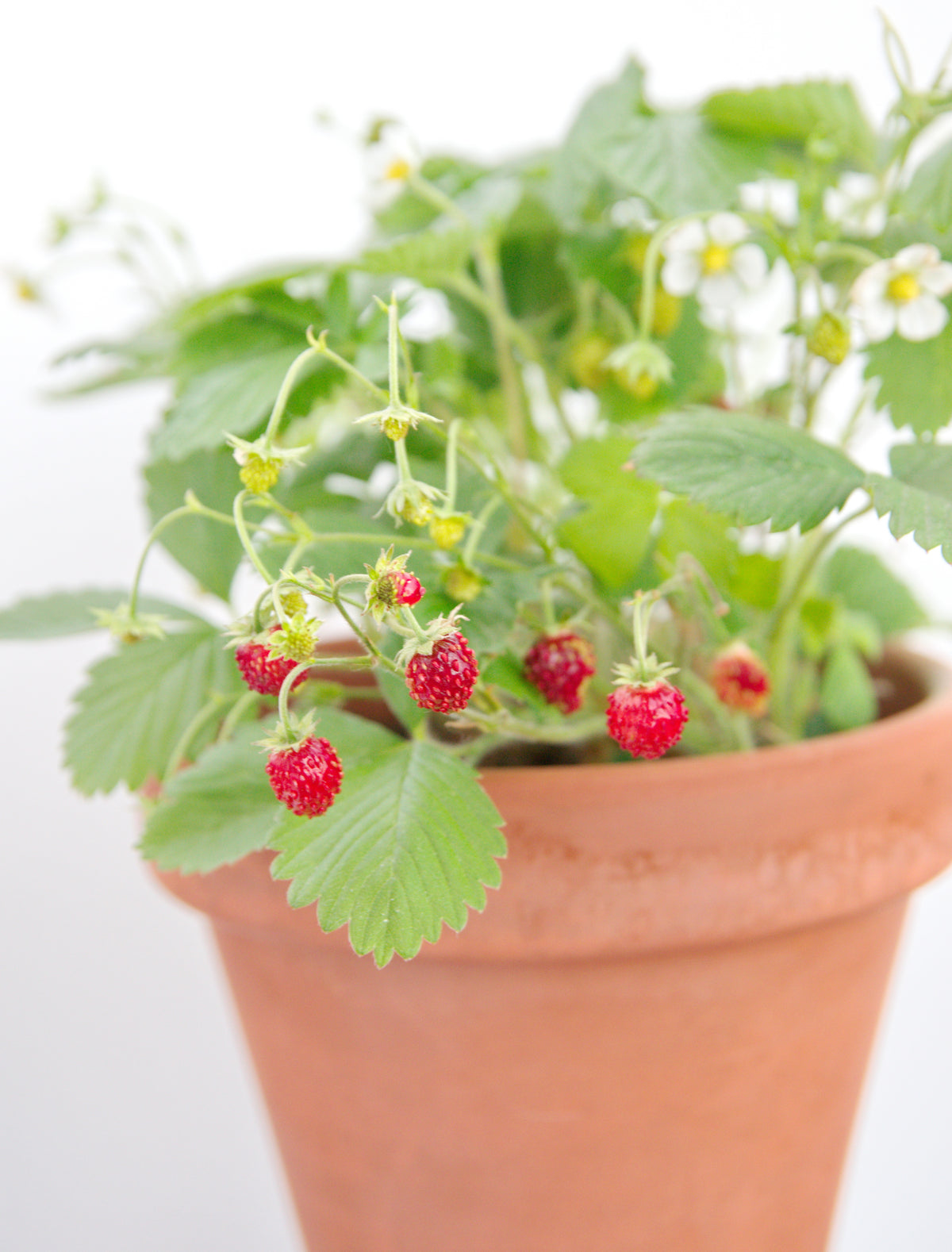 Fragaria vesca 'R?gen', 6-pack