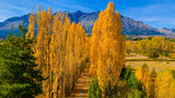Populus nigra 'Italica', 60-100 cm, 150-pack