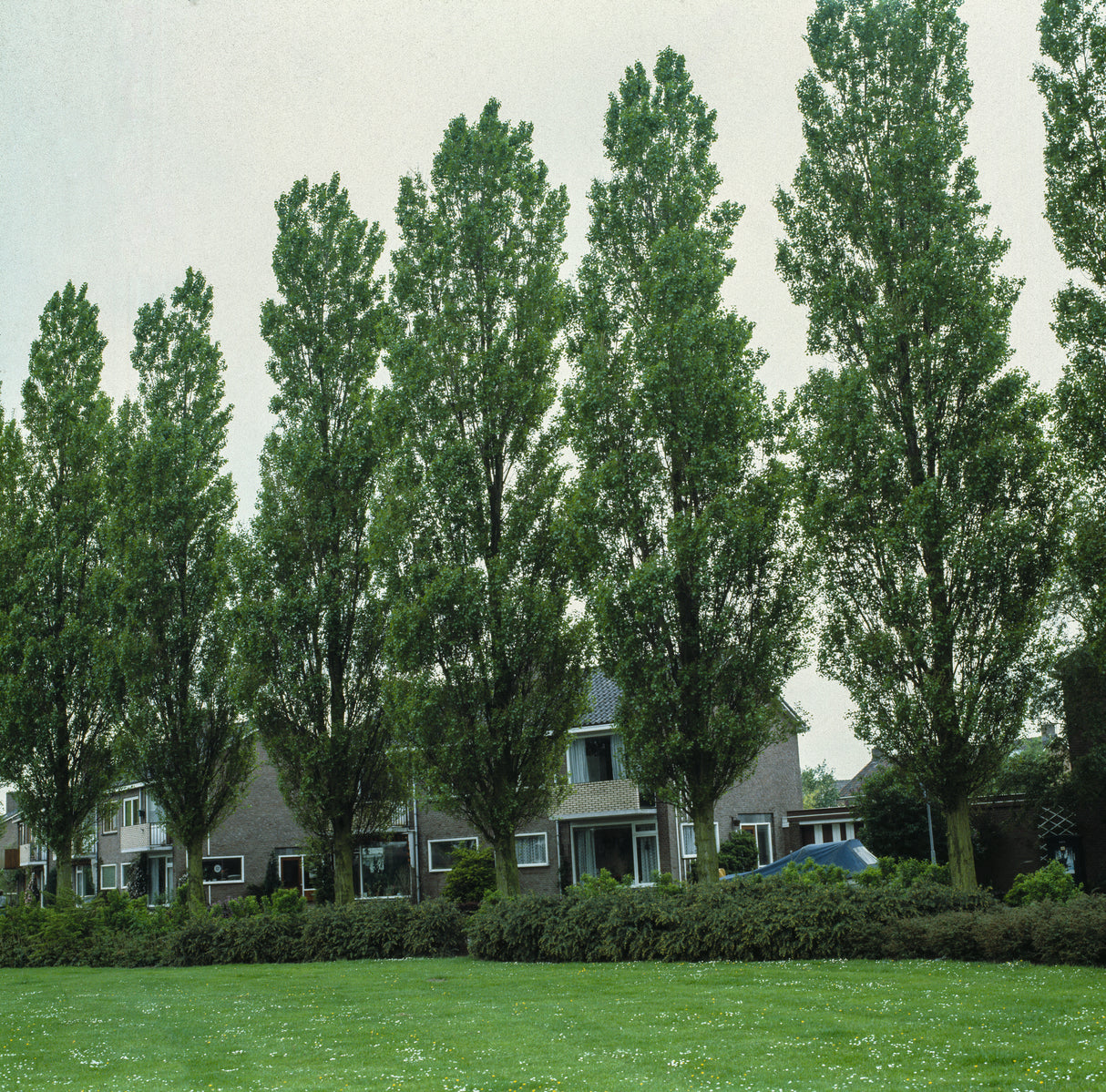 Populus nigra 'Italica', 60-100 cm, 150-pack