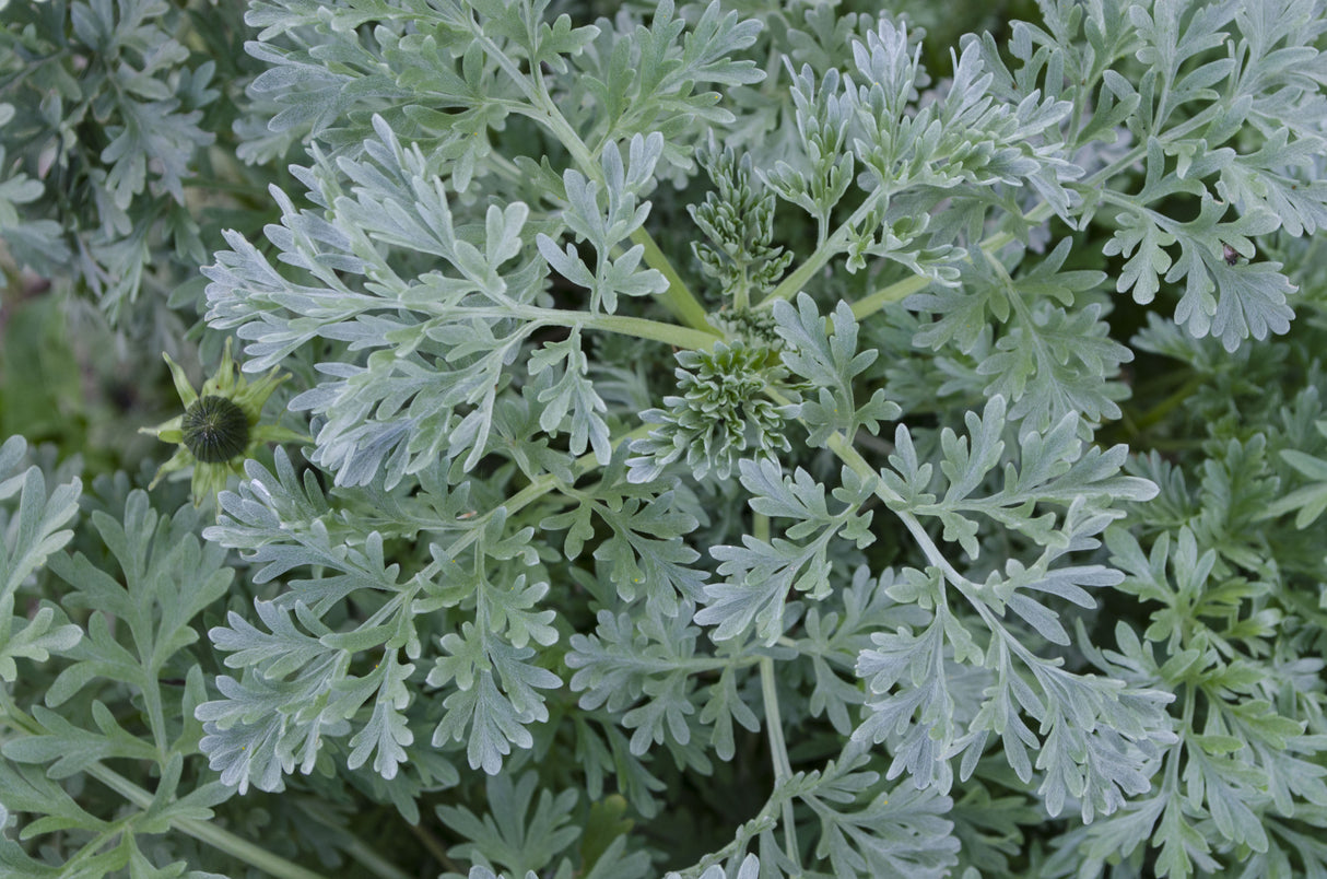 Artemisia absinthium, 6-pack