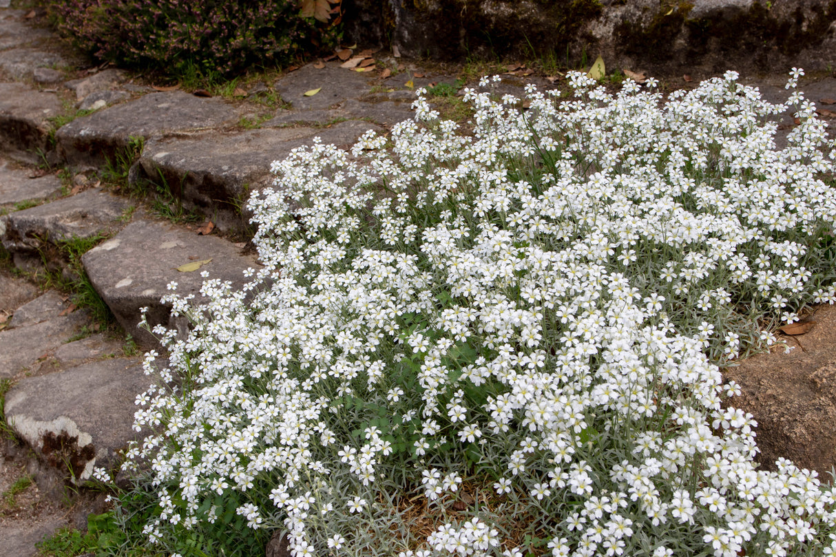 Cerastium tomentosum, 15-pack
