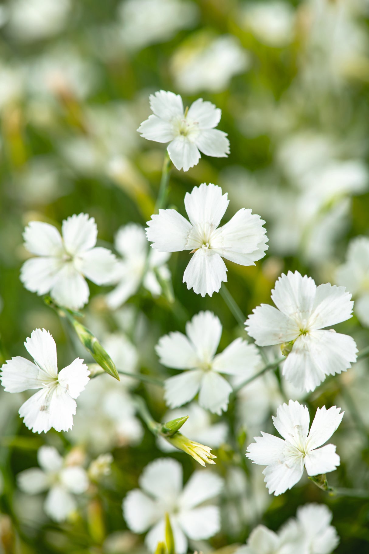 Dianthus deltoides 'Albiflorus', 6-pack