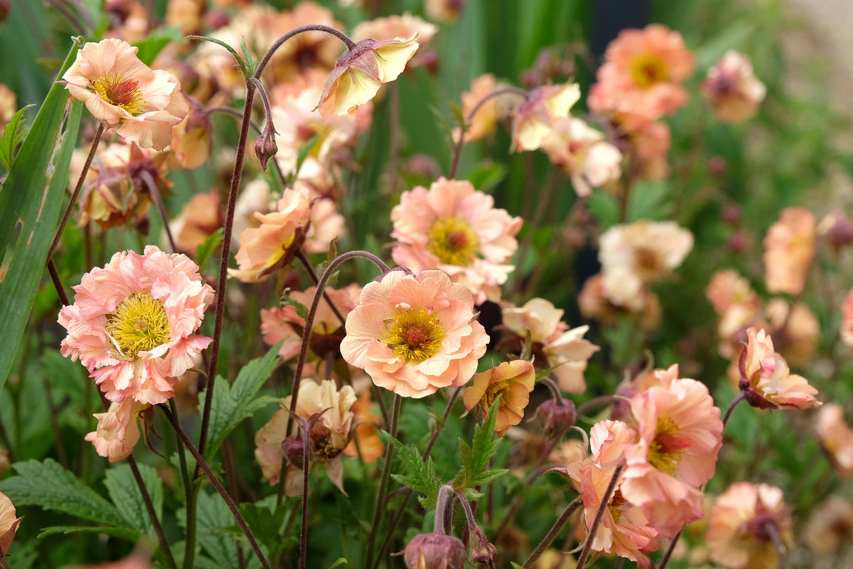 Geum 'Mai Tai', 15-pack