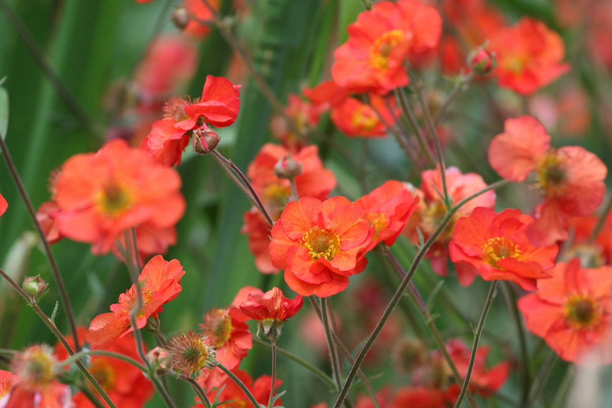 Geum 'Scarlet Tempest', 15-pack