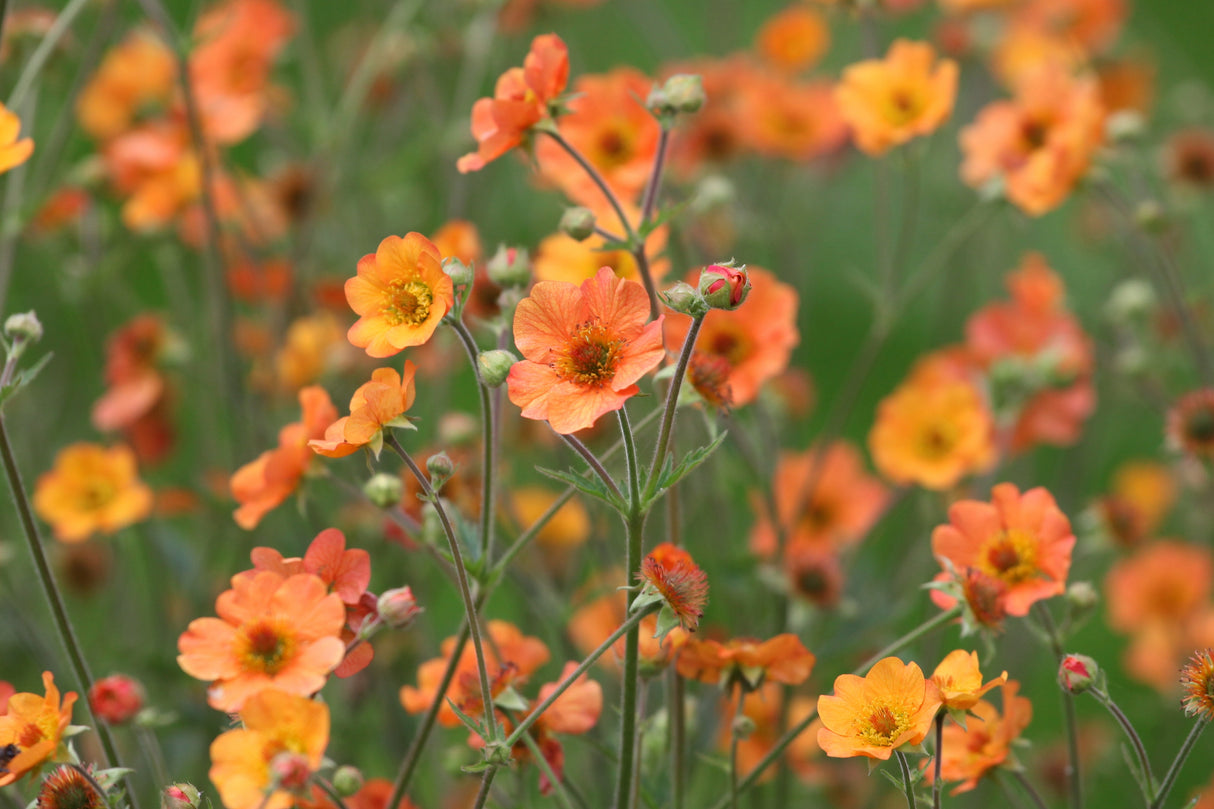 Geum 'Totally Tangerine' , 6-pack