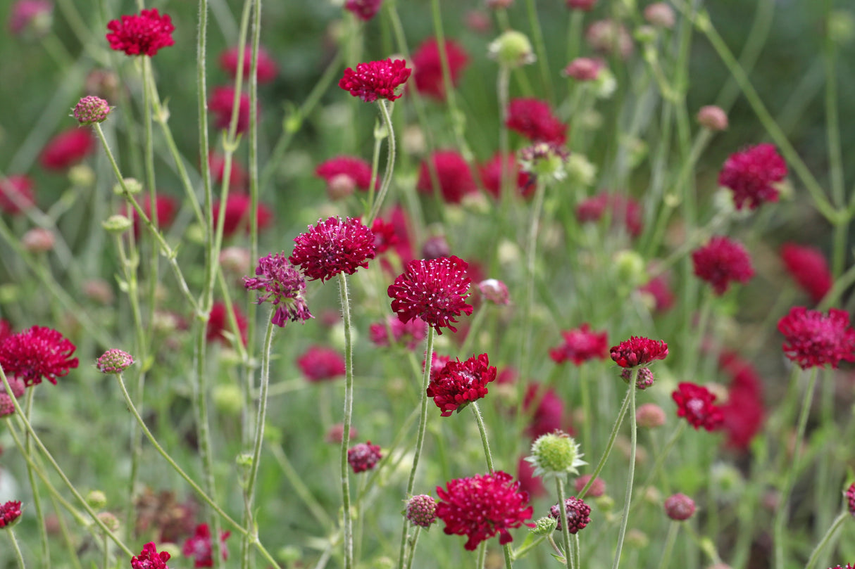 Knautia macedonica 'Mars Midget', 6-pack