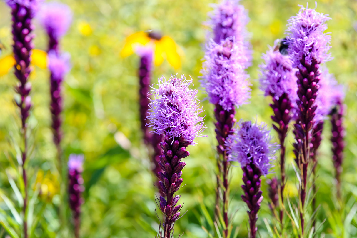 Liatris spicata 'Kobold', 3-pack
