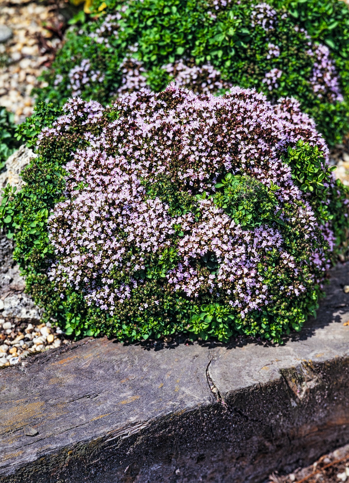 Origanum vulgare 'Compactum', 15-pack