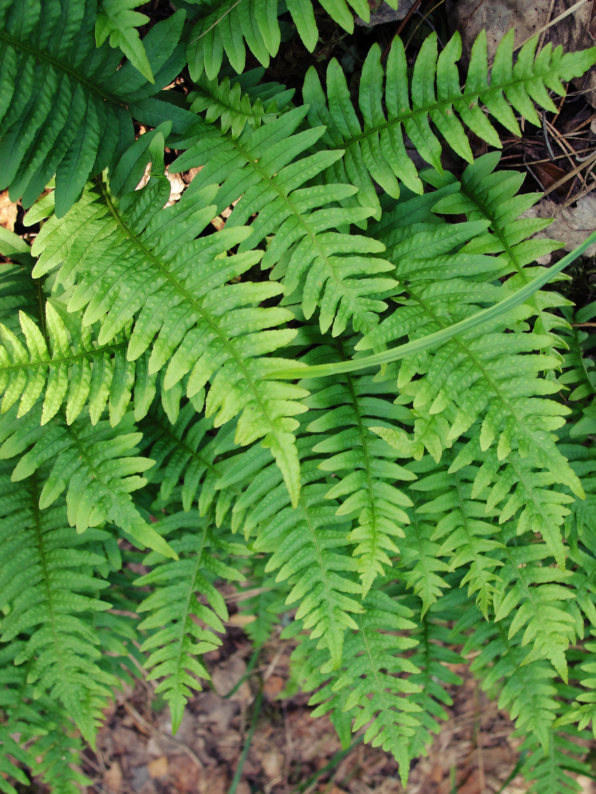 Polypodium vulgare, 3-pack