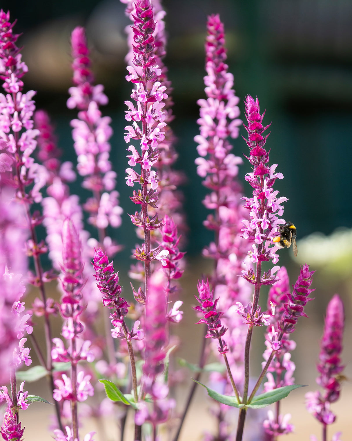 Stäppsalvia 'Caradonna Pink' 6-pack i kruka