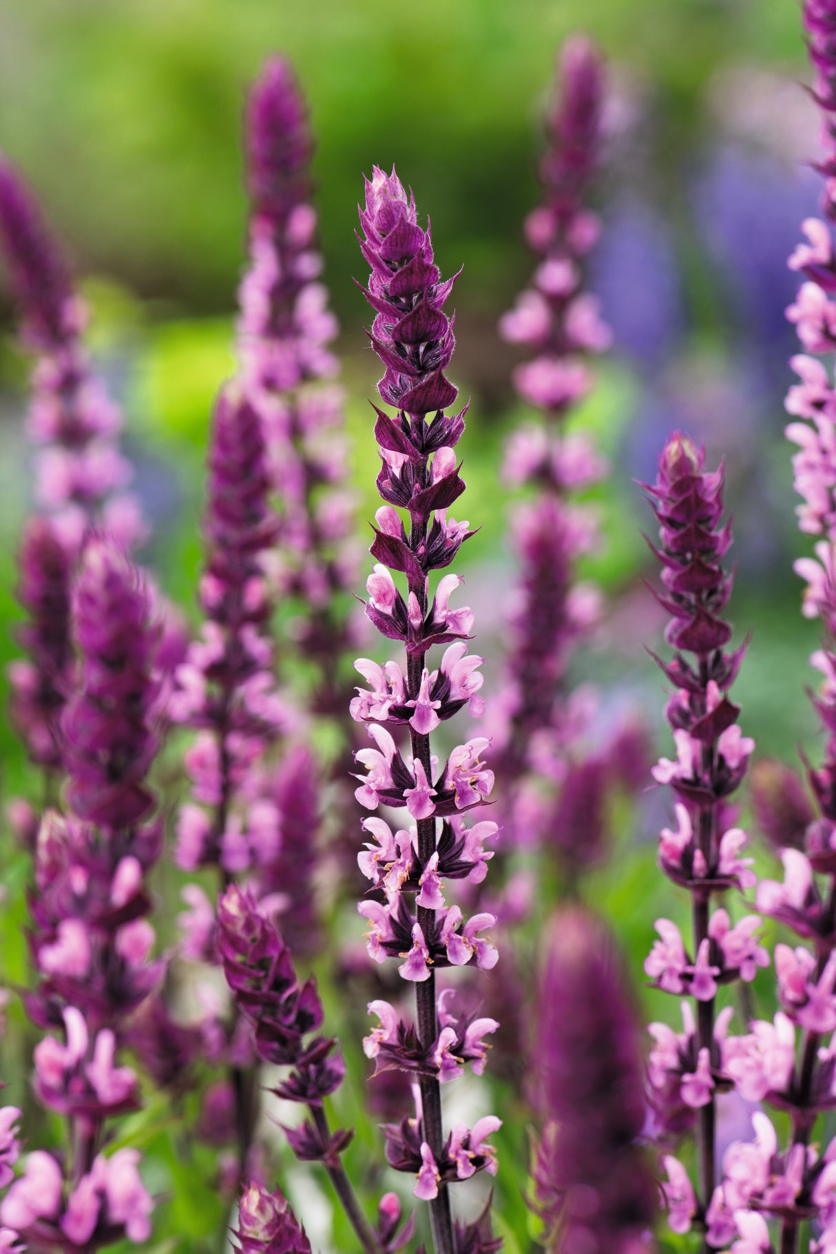 Stäppsalvia 'Caradonna Pink' 15-pack i kruka
