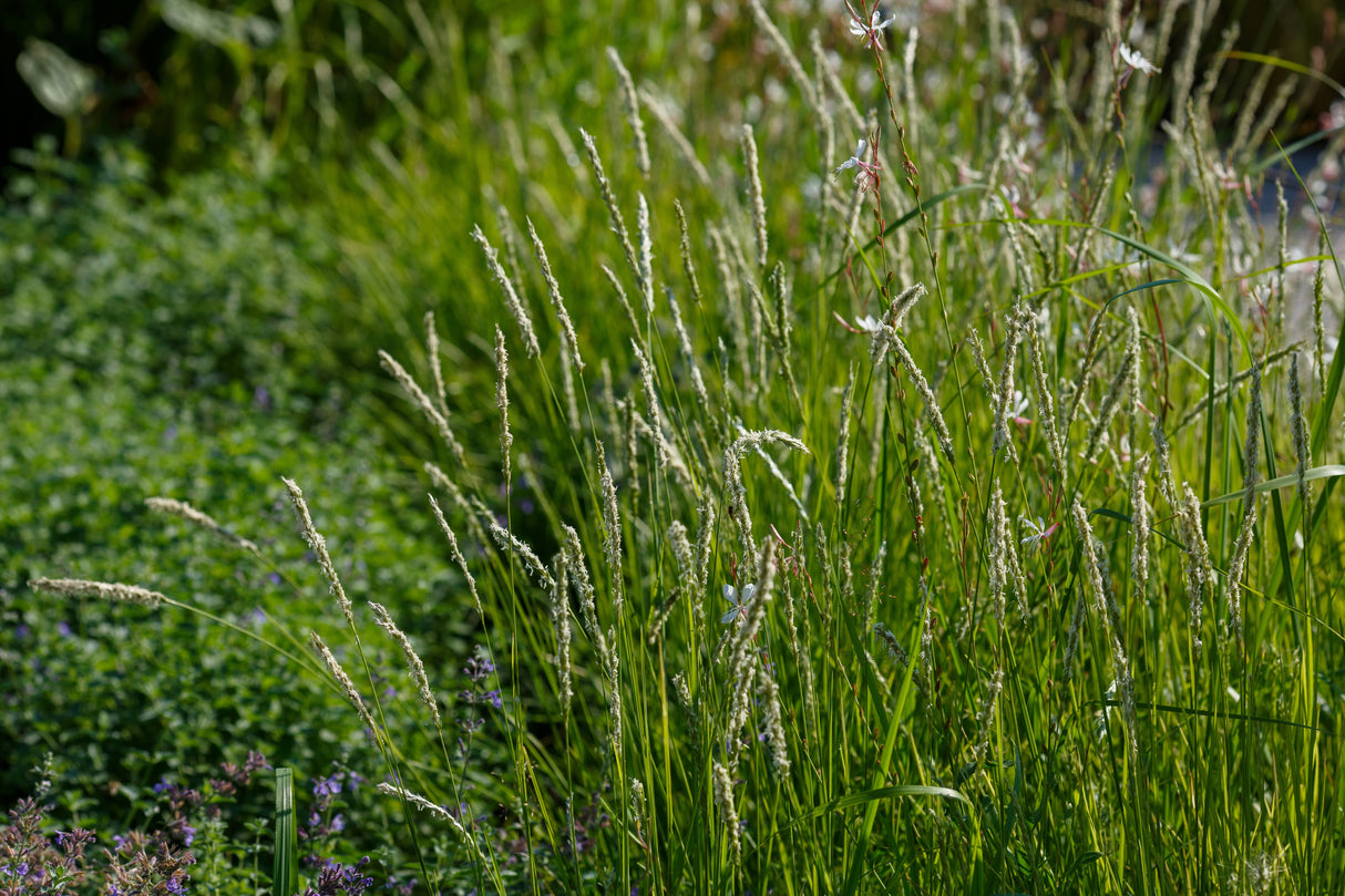 Sesleria autumnalis, 15-pack