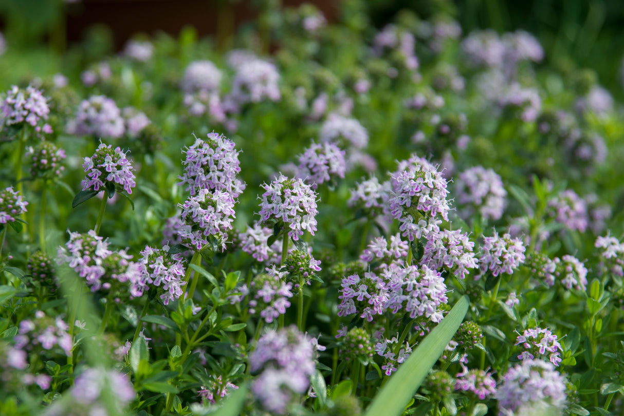 Thymus longicaulis 'Odoratus', 6-pack