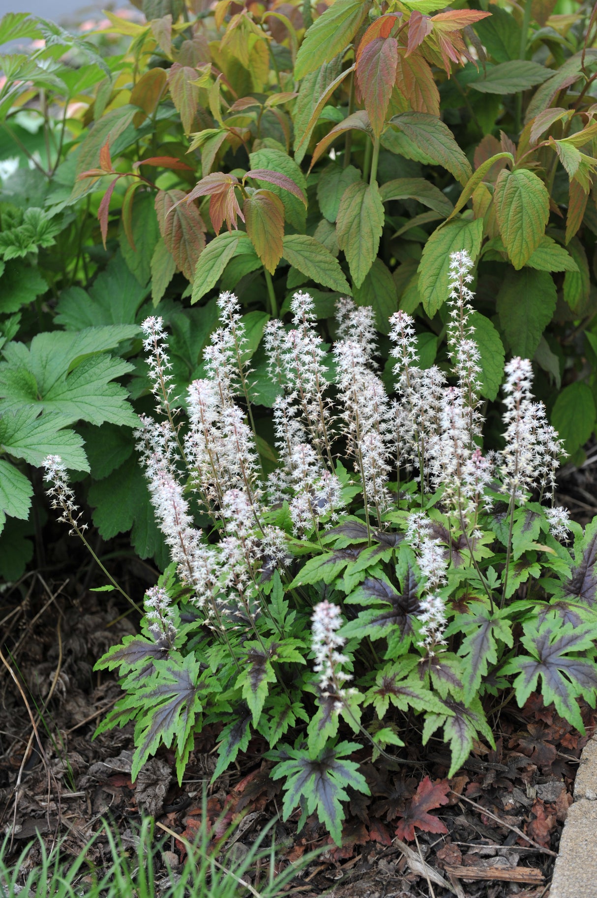 Tiarella 'Sugar and Spice', 3-pack