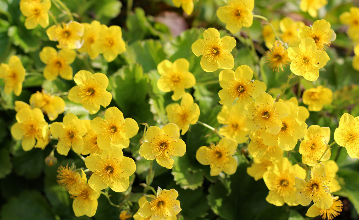 Waldsteinia ternata 15-pack