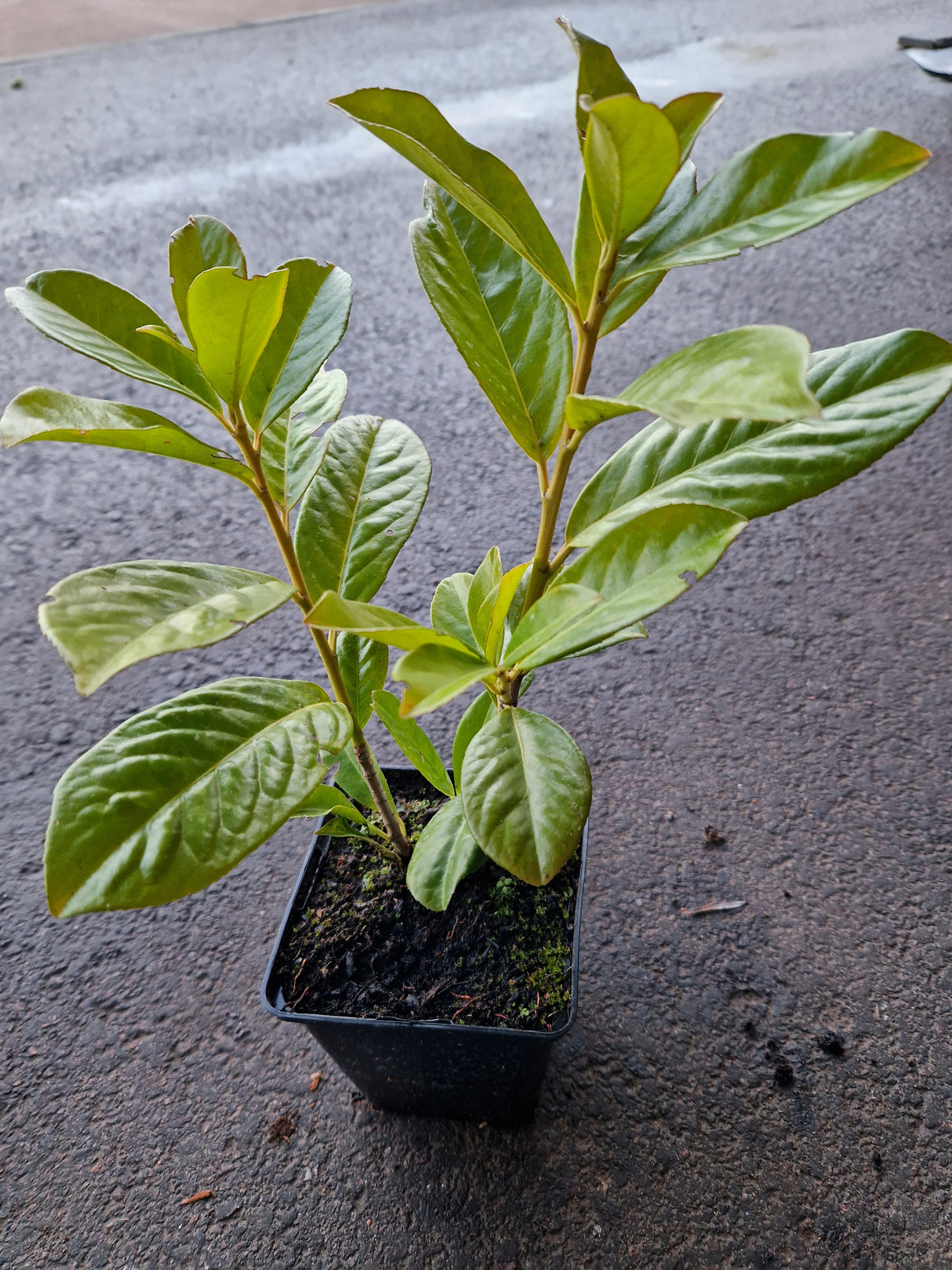 Prunus laurocerasus 'Novita', co, 100-pack