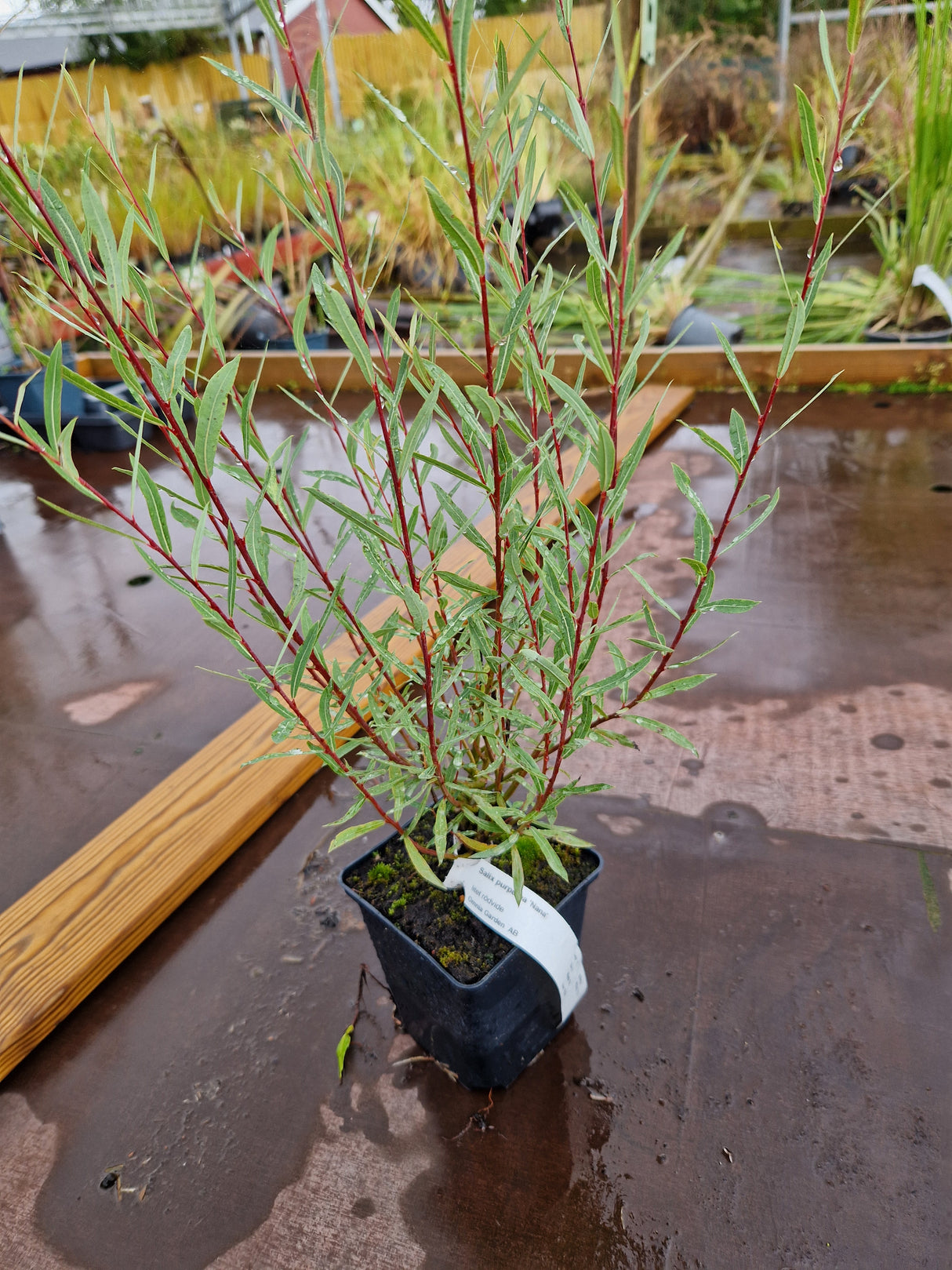 Salix purpurea 'Nana', co, 100-pack