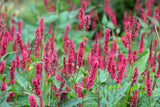 Bistorta amplexicaulis 'Blackfield'PBR, 3-pack