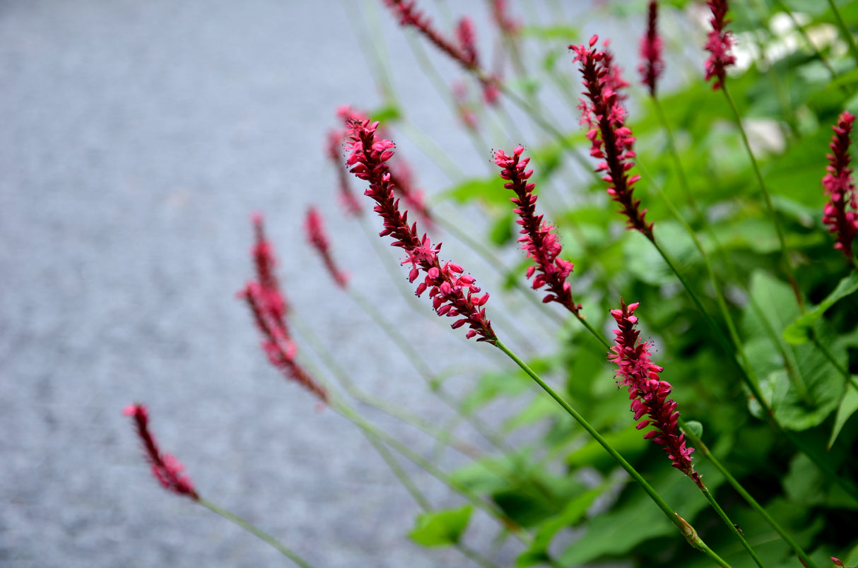 Bistorta amplexicaulis 'Blackfield'PBR, 3-pack
