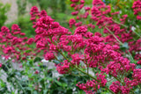 Centranthus ruber 'Coccineus', 6-pack