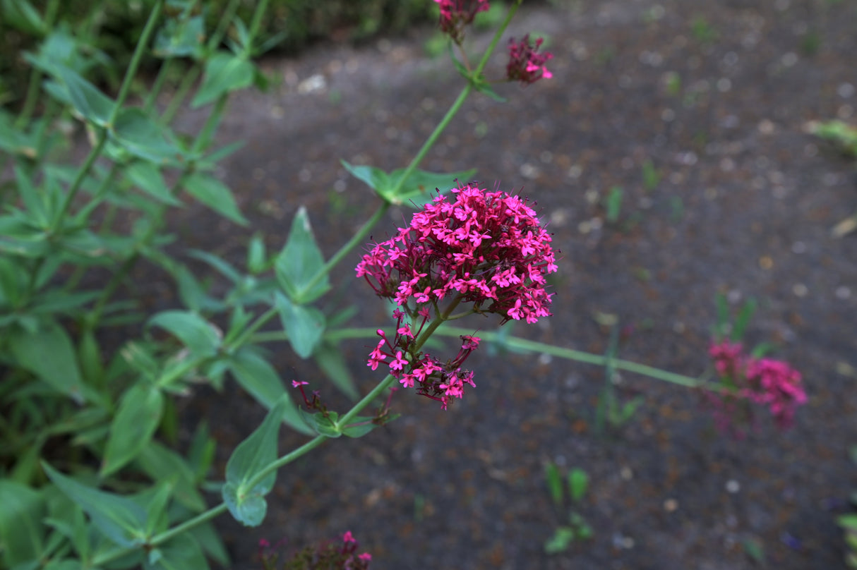Centranthus ruber 'Coccineus', 6-pack