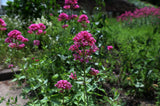 Centranthus ruber 'Coccineus', 6-pack