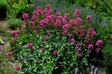 Centranthus ruber 'Coccineus', 6-pack