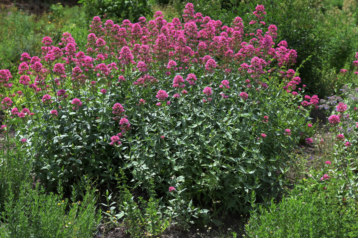 Centranthus ruber 'Coccineus', 6-pack