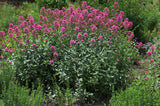 Centranthus ruber 'Coccineus', 15-pack