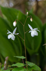 Epimedium grandiflorum, 3-pack