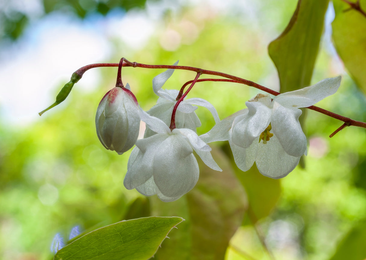 Epimedium grandiflorum, 3-pack