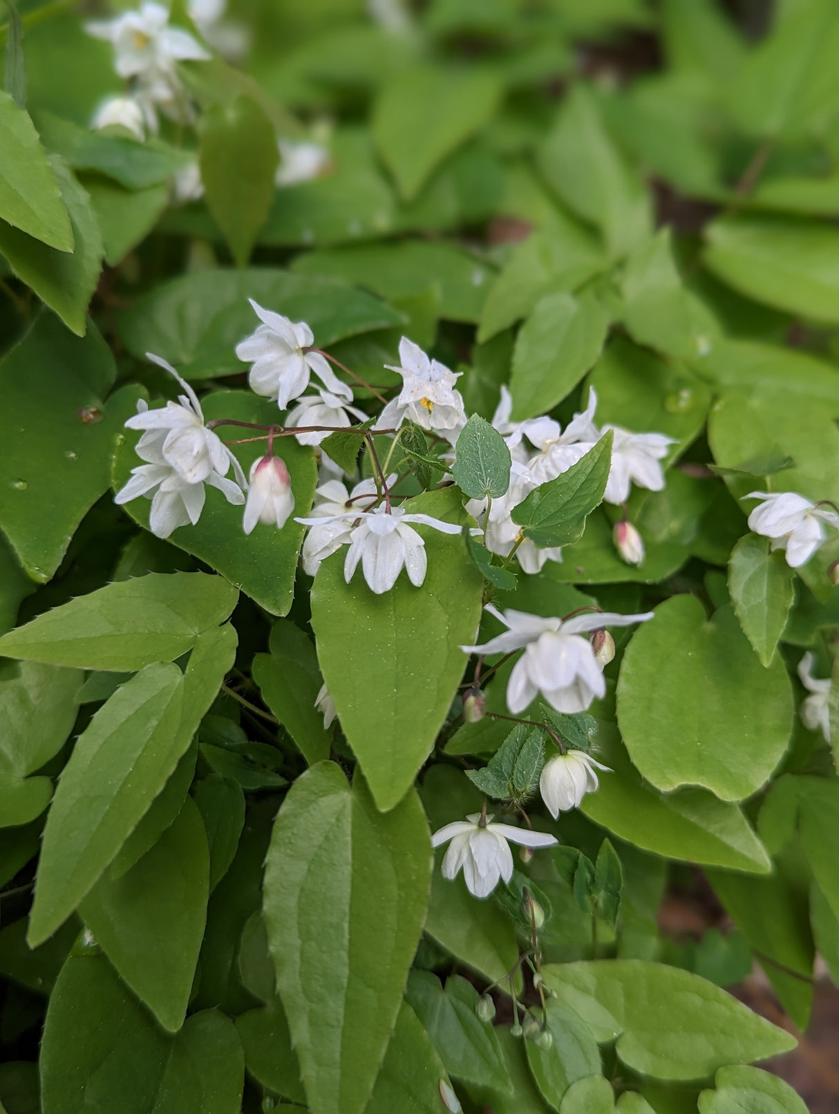 Epimedium grandiflorum, 6-pack