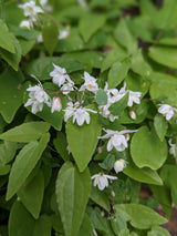 Epimedium grandiflorum, 6-pack
