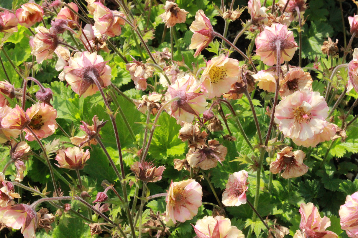 Geum PRETTICOATS PEACH ('Tngeupp'PBR), 6-pack