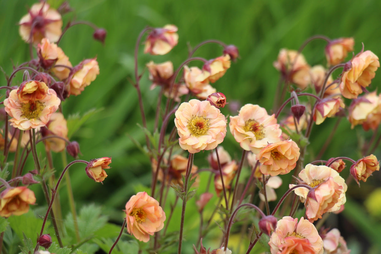 Geum PRETTICOATS PEACH ('Tngeupp'PBR), 6-pack
