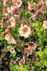 Geum PRETTICOATS PEACH ('Tngeupp'PBR), 15-pack