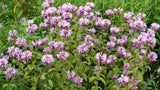 Monarda 'Beauty of Cobham', 6-pack