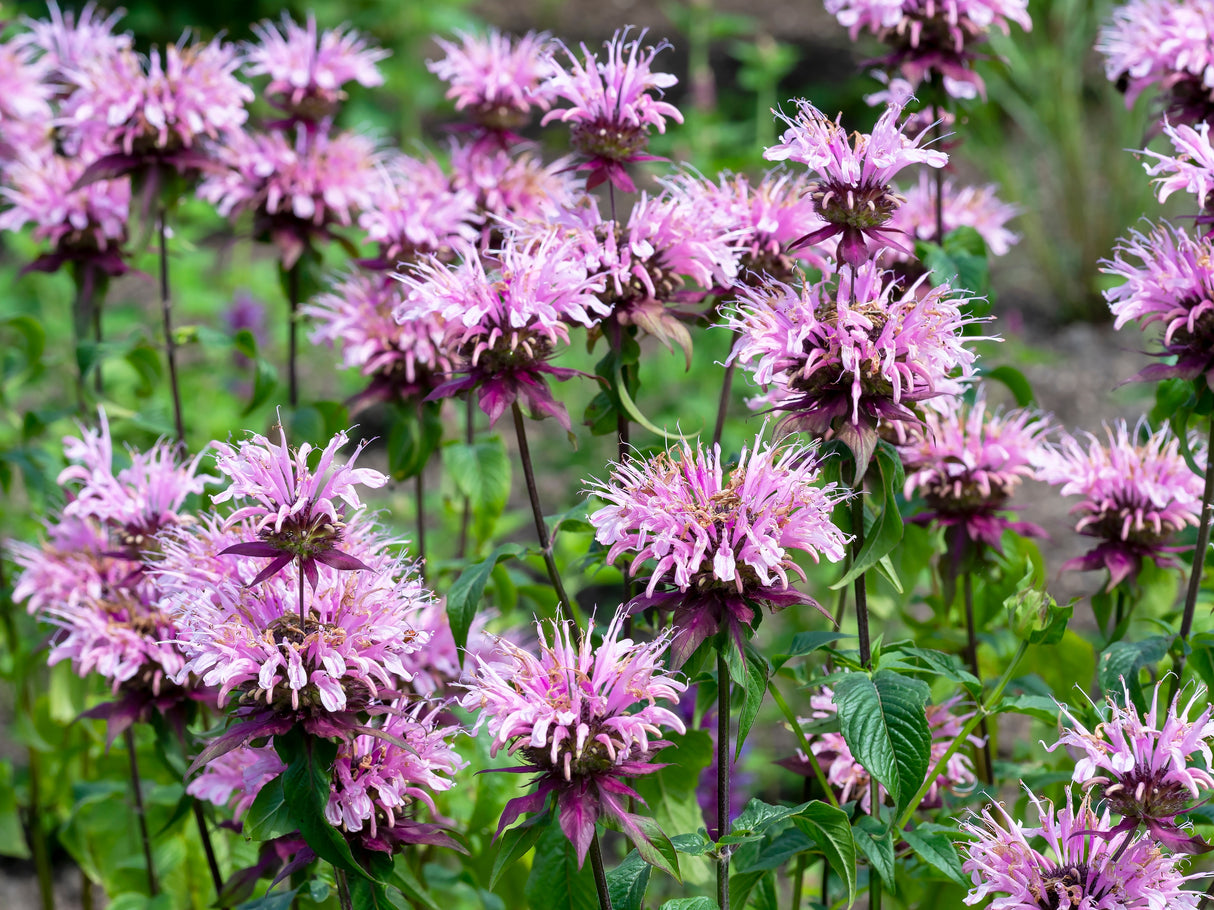 Monarda 'Beauty of Cobham', 6-pack
